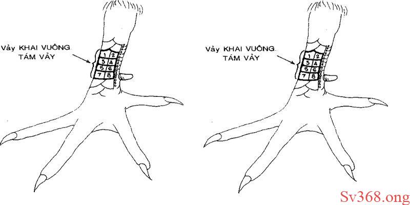 78 Vảy Gà Tốt Nên Chọi - Được Chọn Lọc Tại Nhà Cái Sv368 1 78 vảy gà tốt nên chọi