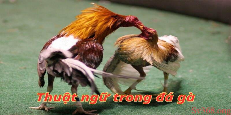 Chia Sẻ Các Thuật Ngữ Trong Đá Gà Khi Nuôi Gà Chọi 1 Các thuật ngữ trong đá gà