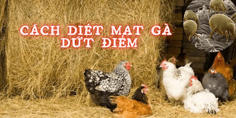 Sv368 Chỉ Cách Diệt Mạt Gà Hiệu Quả Chỉ Trong Một Ngày 2 Cách diệt mạt gà hiệu quả nhanh chóng