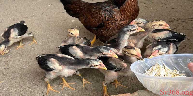 cách nuôi gà chọi cho người mới chọi Tùy mỗi giai đoạn sẽ có cách ăn khác nhau