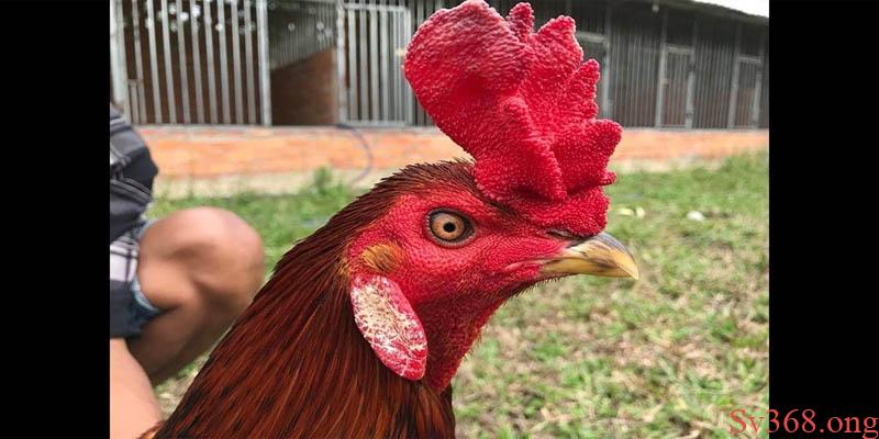 Tại Sao Gà Đá Bị Tái Mặt? Nguyên Nhân Và Cách Phòng Tránh 2 Gà đá bị tái mặt là dấu hiệu của bệnh gì?