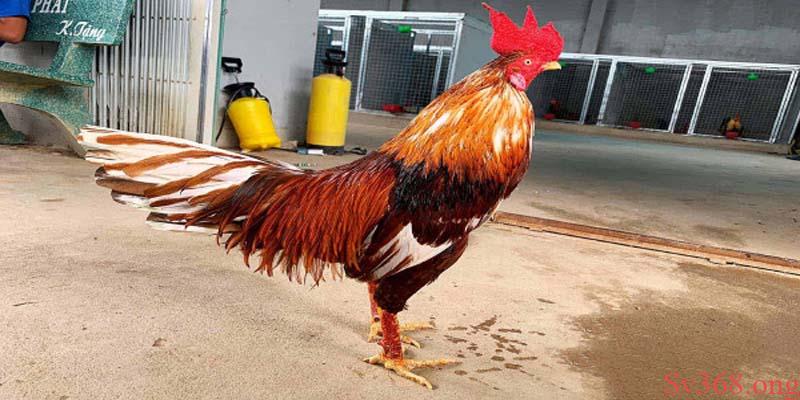 Cách nuôi gà chọi C1 Cách nuôi gà chọi C1 đỉnh cao nhất