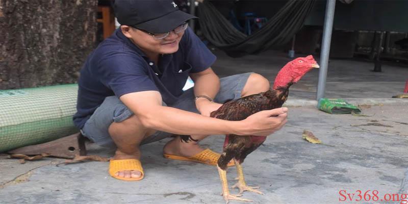 Cách nuôi gà chọi cho người mới chọi Gà trưởng thành cần bổ sung nhiều thuốc bổ
