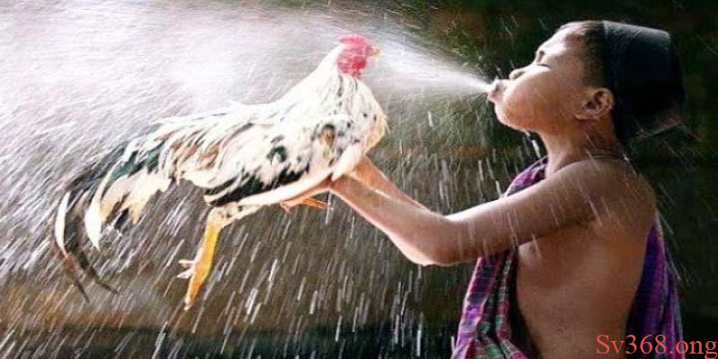 cẩm nang nuôi gà Tập vần hơi, vần đòn cho gà