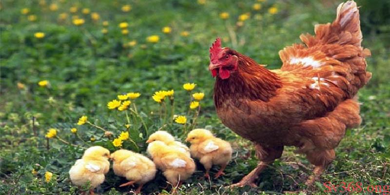 gà nhắm mắt chảy nước mắt Cách chữa gà nhắm mắt chảy nước mắt dứt điểm