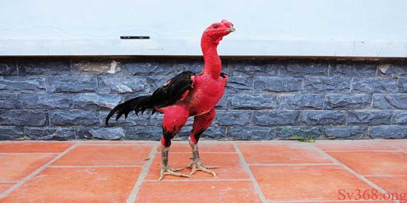 Các cách nuôi gà chọi đỏ đẹp Các cách nuôi gà chọi đỏ đẹp