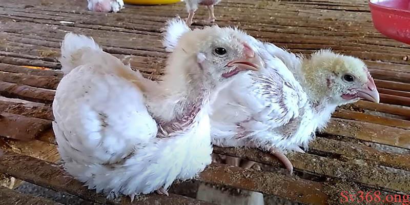 gà bị cóc mắt Triệu chứng của bệnh đậu gà là gì?