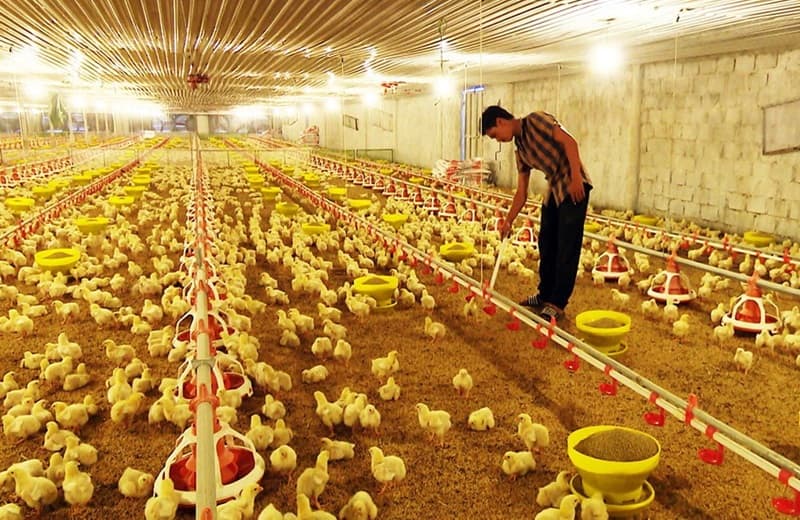 Môi Trường Sống Của Gà - Một Số Tiêu Chuẩn Thiết Yếu Nhất 2 Môi trường sống của gà