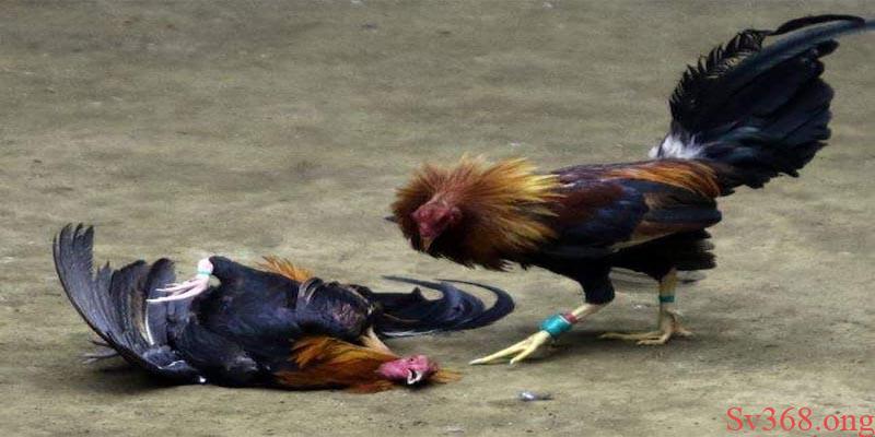 gà đá thở nhiều Lý do làm cho gà đá thở nhiều