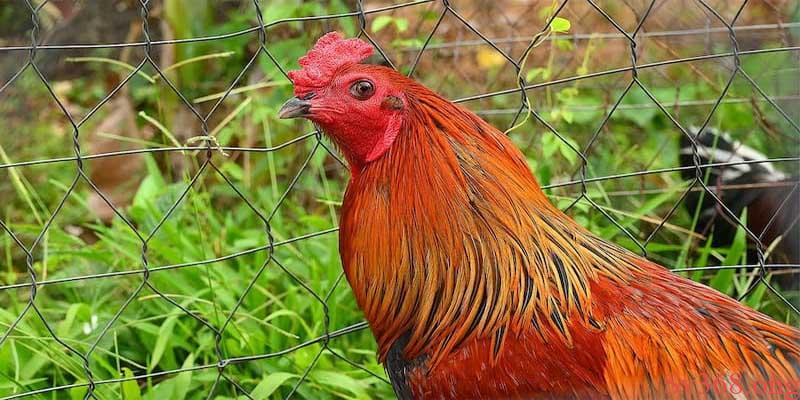 thuốc điều trị bệnh ORT trên gà Tại sao gà lại bị bệnh ORT?